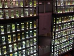 -广东中医药博物馆