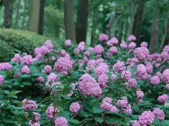 -上海滨江森林公园