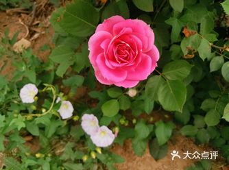文化中心确实是个好去处啦，既有博物馆美术馆图书馆
