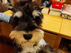 -翊宠yipet猫狗购宠庄园犬舍•猫舍