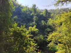 -西双版纳原始森林公园