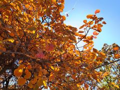 -北京西山国家森林公园