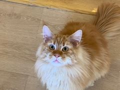 -猫腻·猫咖·撸猫馆(星光大道店)