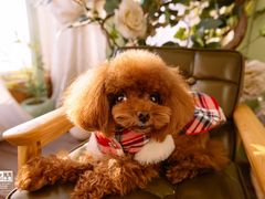 -爱宠屋pet shop·宠物洗澡·宠物美容