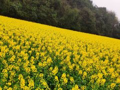 -贵阳市花溪国家城市湿地公园
