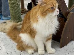 -喵园·猫主题咖啡厅·撸猫·猫咖(国贸店)