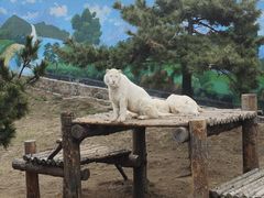 -西霞口神雕山野生动物世界