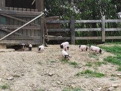 -田园东方蜜桃村的田野营地