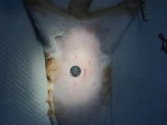 -睿金宠物医院·CT·肿瘤·骨外科