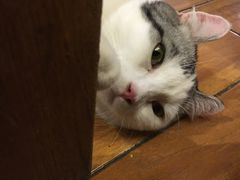 -喵园·猫主题咖啡厅·撸猫·猫咖(国贸店)