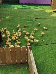 -萌宠亲子动物乐园(槐房万达店)