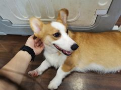 -柯斗斗主题餐厅·狗咖·围炉煮茶·茶饮(国瑞升平里店)