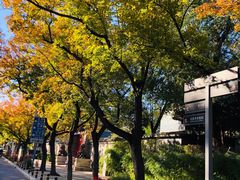 -三里屯东五街银杏大道