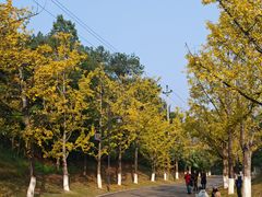 -铁山坪森林公园