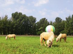 -紫海香堤香草艺术庄园