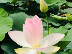 -莲花池公园