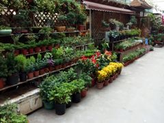 -平吉花卉市场