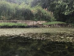 -成都市活水公园