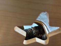 -伟伟宠物医院·瑞派猫友好医院·猫科(光谷店)