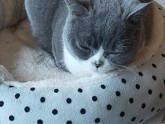 -遇见羊驼·奶狗咖·布偶猫咖·法斗柯基柴犬阿拉斯加(春熙路太古里IFS店)