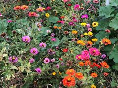 -前小桔亲子创意农场·草莓采摘·露营烧烤