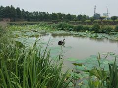 -荷兰花海