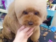 -多卡布奇宠物生活馆(上林世家店)