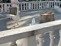 -J Create城市露营咖啡·简餐·宠物(上海动物园店)