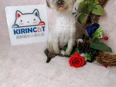 -十年猫舍·猫咪专门店(普陀店)