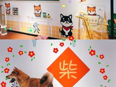 -柴犬高等学院·狗咖·柴犬售卖·宠物训练