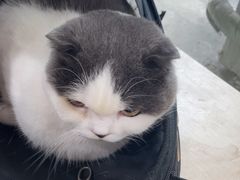 -瑞鹏宠物医院·超声·骨科·奇麟分院(蜀都万达店)