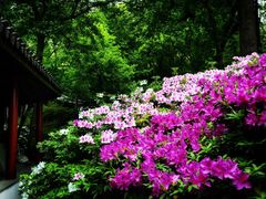 -惠山古镇·寄畅园