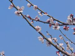 -灌云梅园景区