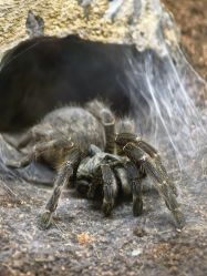 -Zoolung Zoolung动物主题公园(海信广场店)