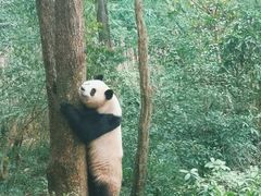 -春熙路步行街
