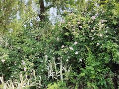 -白鹭湾湿地公园