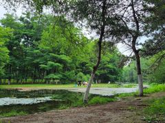 -长白岛森林公园