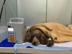 -佑安动物医院·全科·内窥镜中心(幸福巷店)