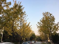 -上海玫瑰园度假酒店