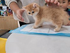 -帕帕拉兹宠物(亚洲旗舰店)