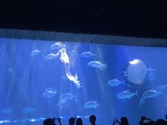 -华夏文旅海洋公园