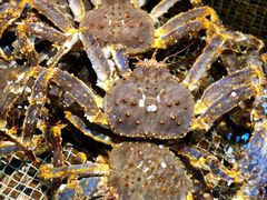 -海鲜e族(马王堆店)