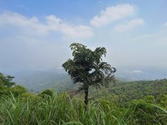 -广州市帽峰山景区
