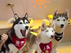 -Husky Go! 哈士奇体验馆·宠物咖啡厅狗咖