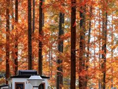 -黄海国家森林公园