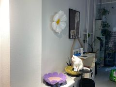 -琪喵猫屋·撸猫猫咖·猫舍