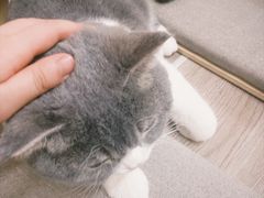 -柴迷FANS CLUB·柴犬狗咖·猫咖