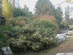 -紫竹院公园冰场