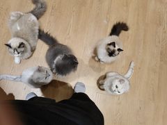 -1013 PET SHOP精品宠物商店(丁香店)