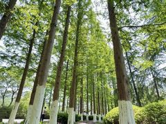 -宜兴龙背山森林公园